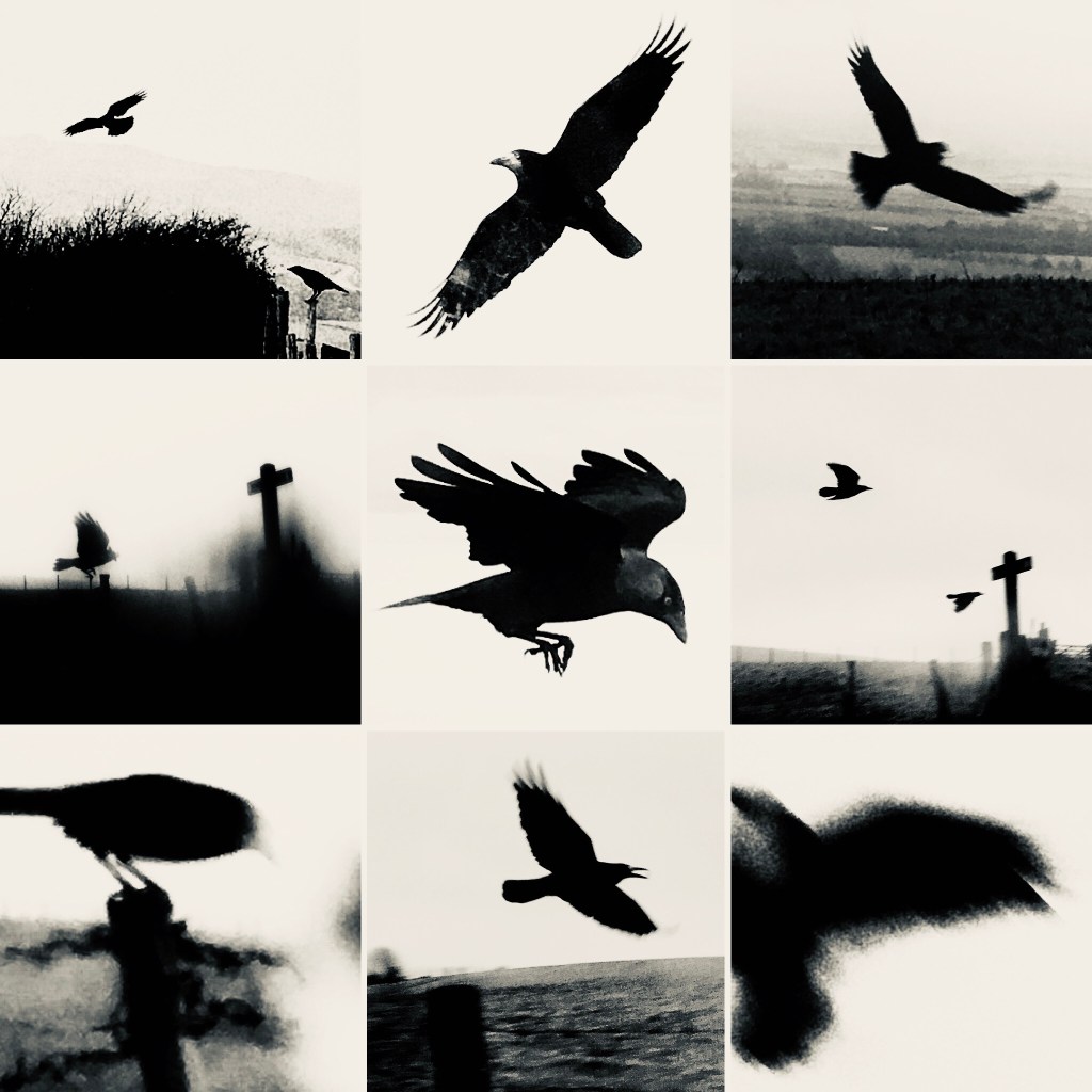 Bird of Firle - a decade-long collective project led by Tanya Shadrick of The Selkie Press