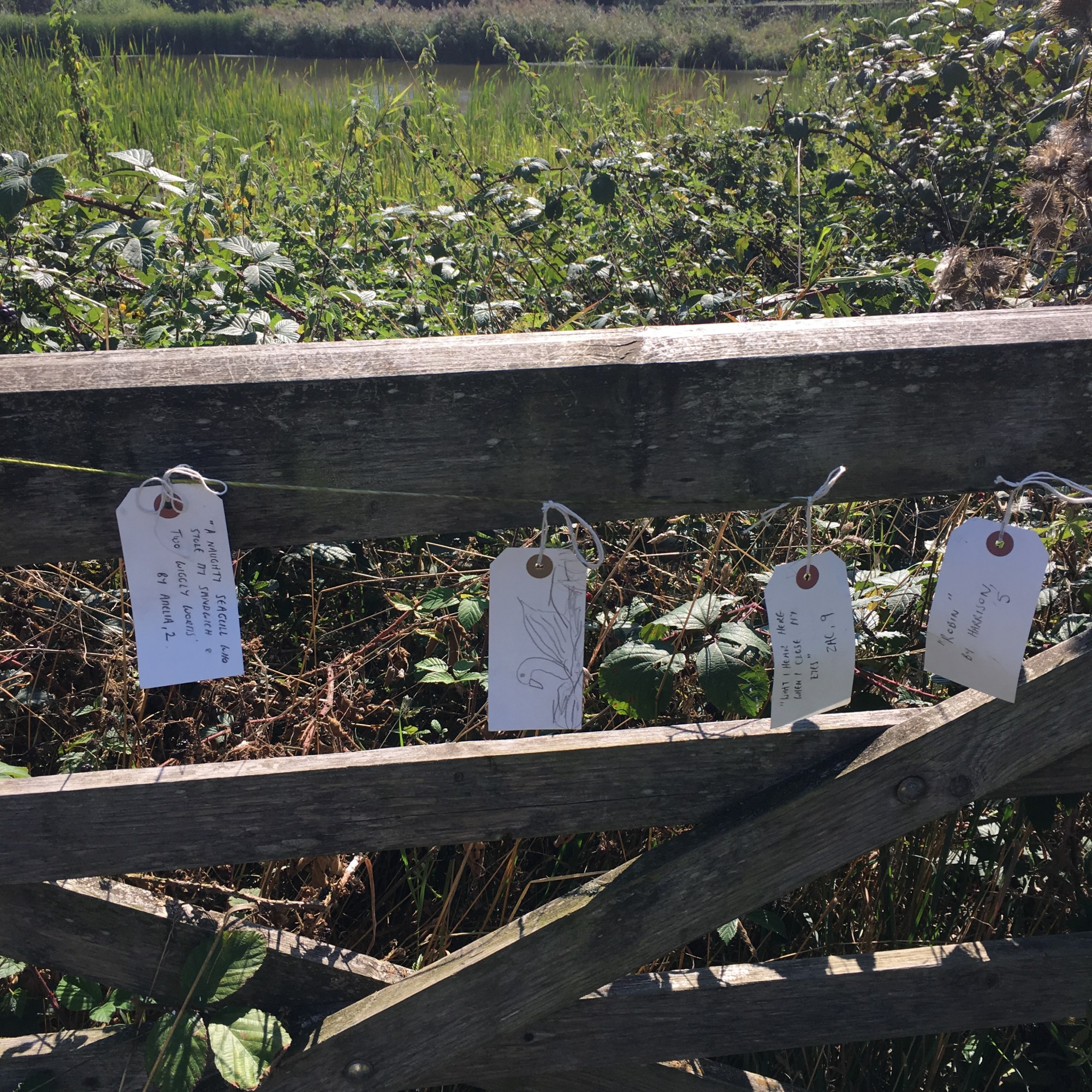Tanya Shadrick in residence at Warnham Nature Reserve